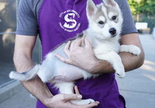 Front Street Shelter employee holding puppy