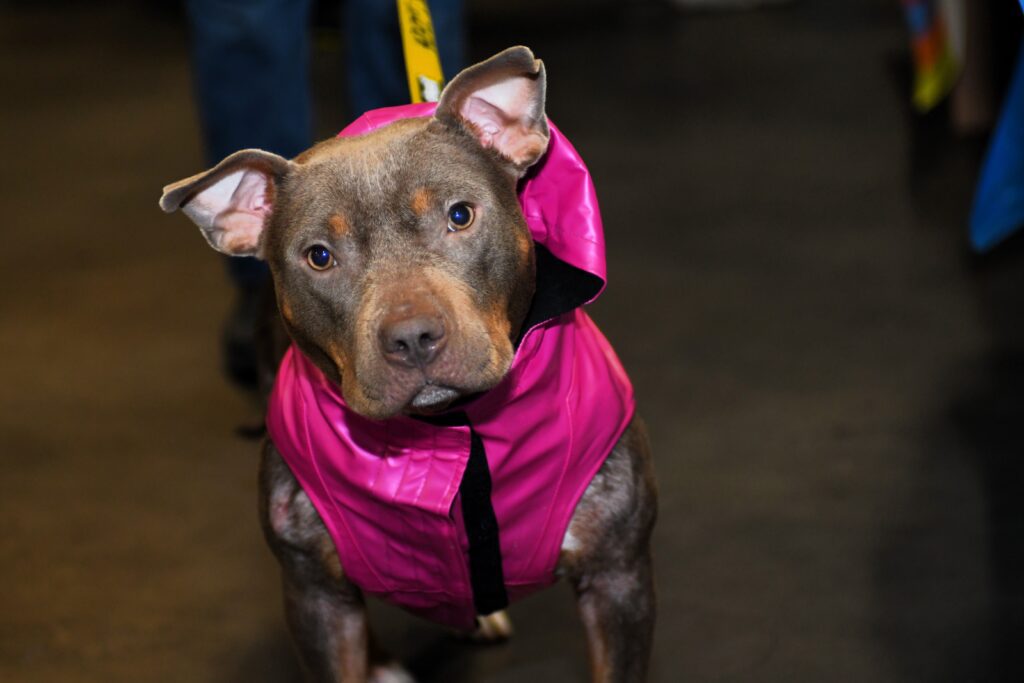 Brown dog with ears up looks at the camera, wearing a pink raincoat
