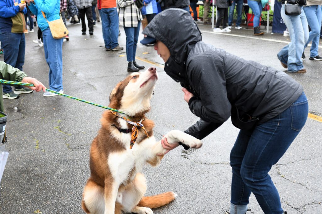 A person in a black rain coat shakes the paw of a red and white husky