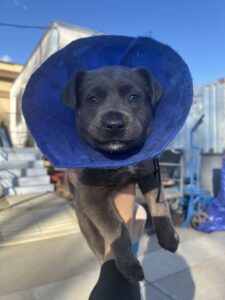 Dog with cone on head