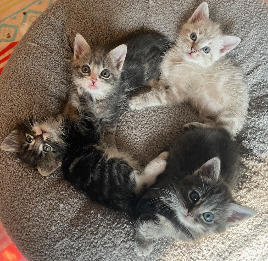 a group of four kittens lies in a circle on a bed