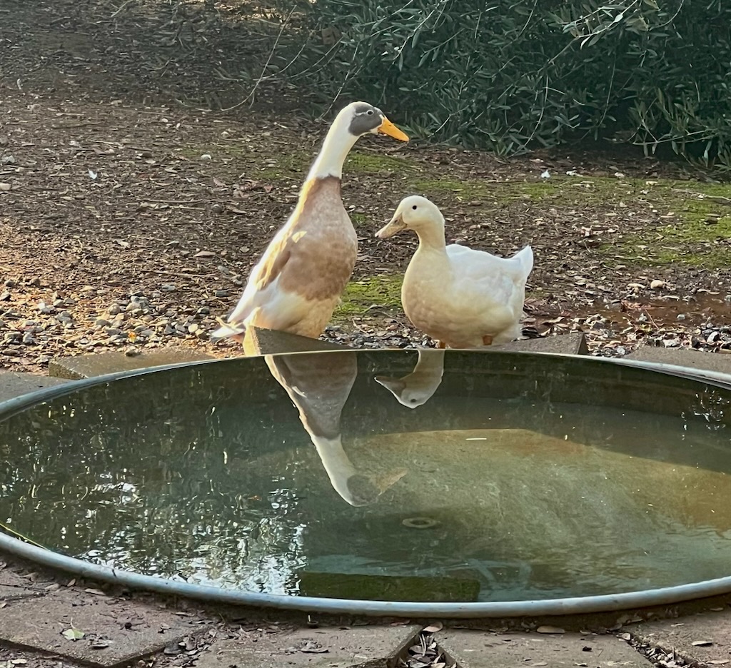 two ducks sit on the edge of a manmade pond