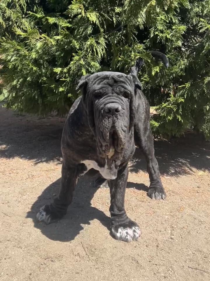 a large black dog with wrinkly skin faces the camera