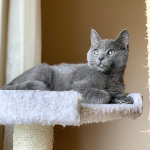 gray cat on cat tree