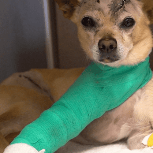 Dog with cast