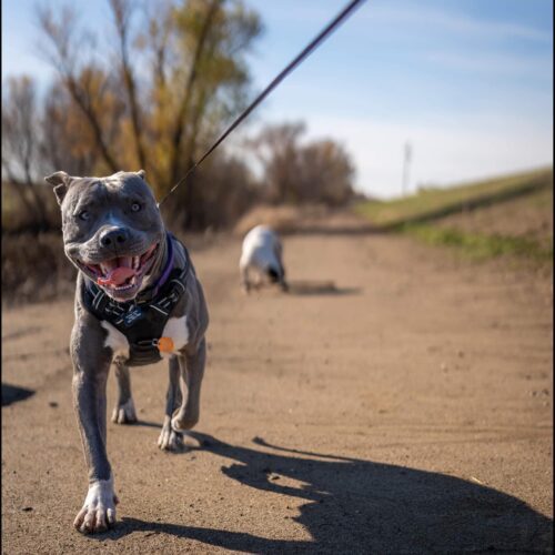 A gray dog runs happily down a dirt path