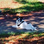 A black & white dog lays in the shade outside.