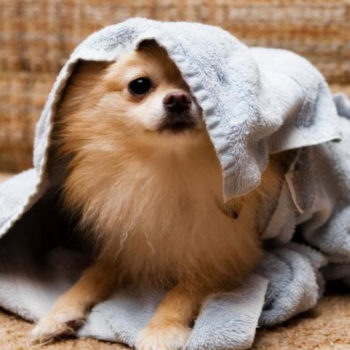 Dog with towel over head