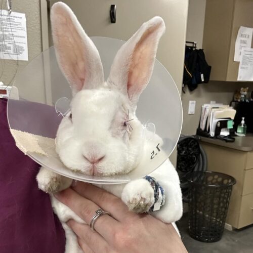 white rabbit wearing cone